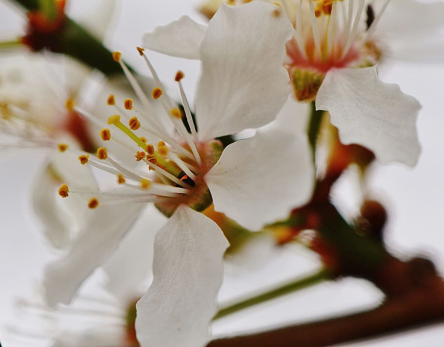 spring, blossom, bloom, nature, plant, tree, garden, white HD wallpaper