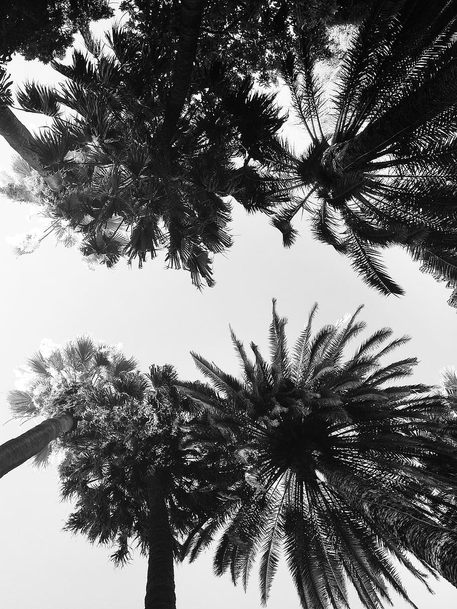 Palms, Trees, Summer, Park, Nature, palma, foliage, trunk, leaves HD wallpaper