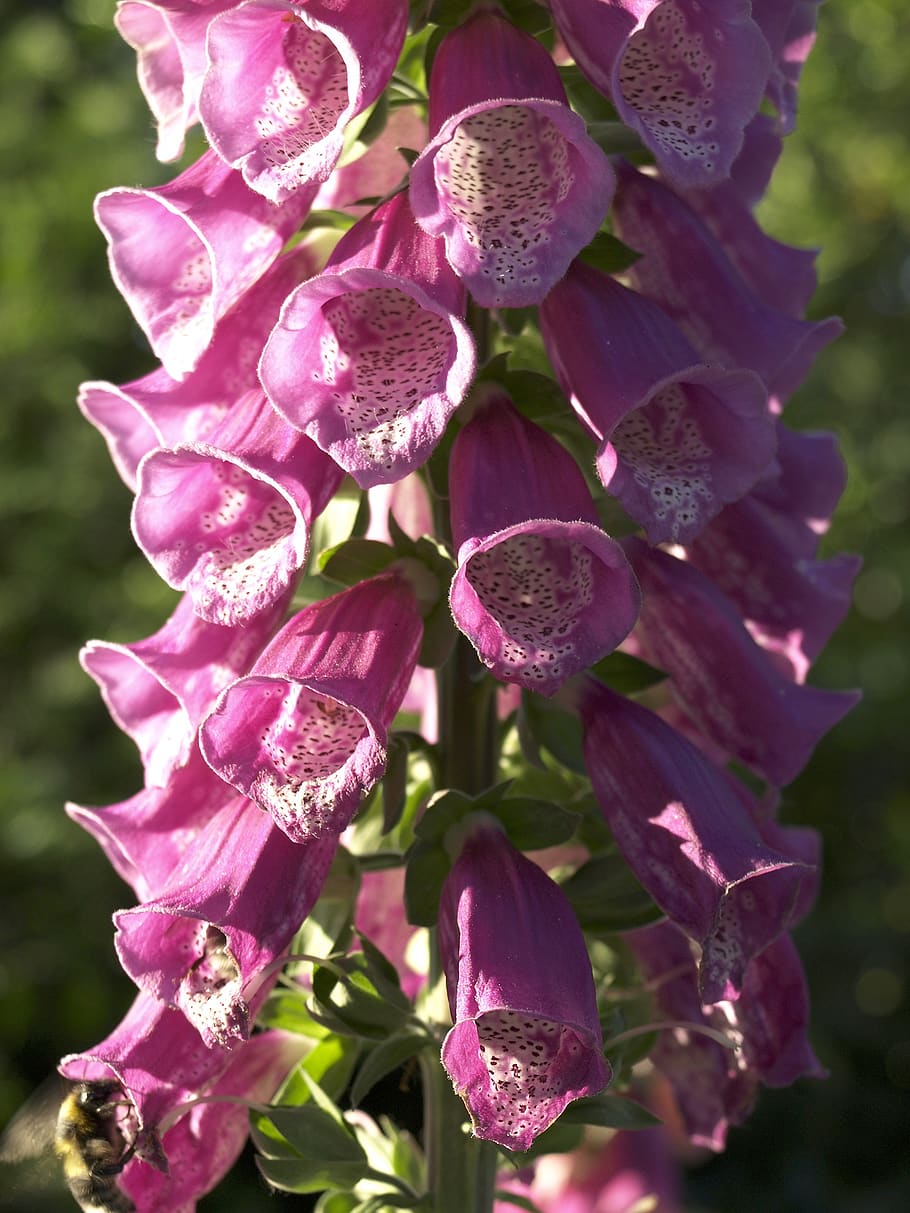 Digitalis purpurea 1080P, 2K, 4K, 5K HD wallpapers free download ...