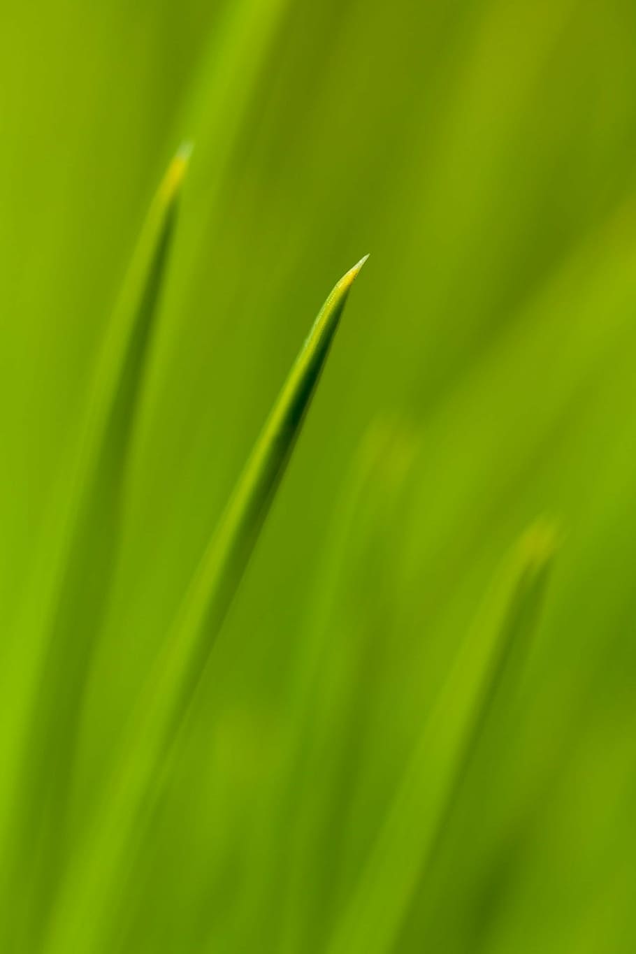 abstract, close-up, coniferous, evergreen, fir, flora, fresh HD wallpaper