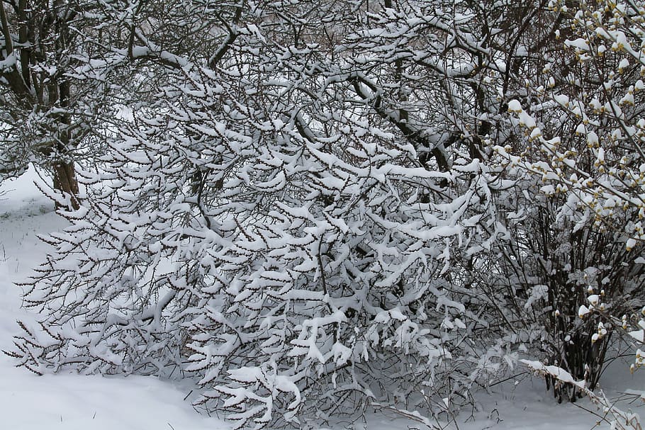 frost, winter, cold, bush, snow, wintry, impression, nature HD wallpaper
