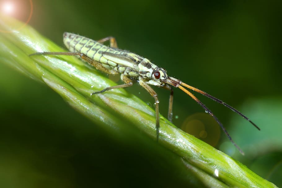 insect, macro, nature, spring, invertebrate, animal wildlife HD wallpaper