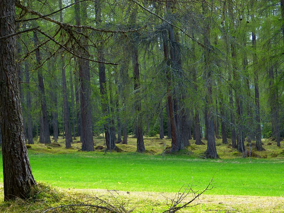 forest, larch forest, trees, strains, pine family, tree trunks HD wallpaper