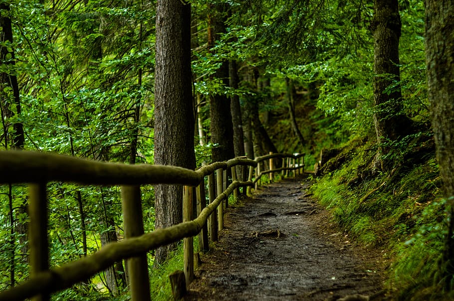 empty forest trail, green, grass, trees, plant, path, wooden HD wallpaper