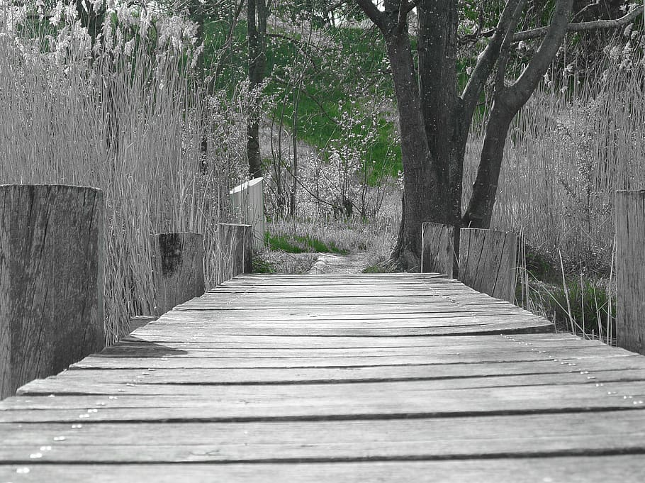 web, wood, bridge, boardwalk, wooden bridge, wooden structure HD wallpaper