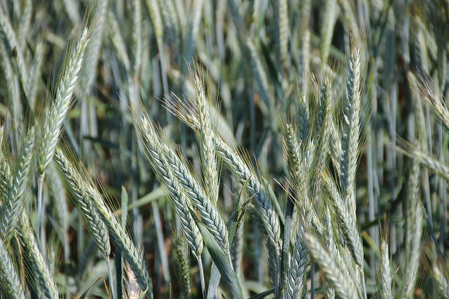 cereals, spike, green, cornfield, food, grain, agriculture HD wallpaper