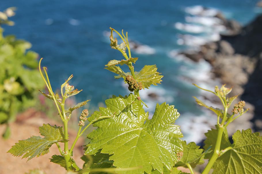 green, leaf, vine, reason, sea, ocean, roche, side, landscape HD wallpaper