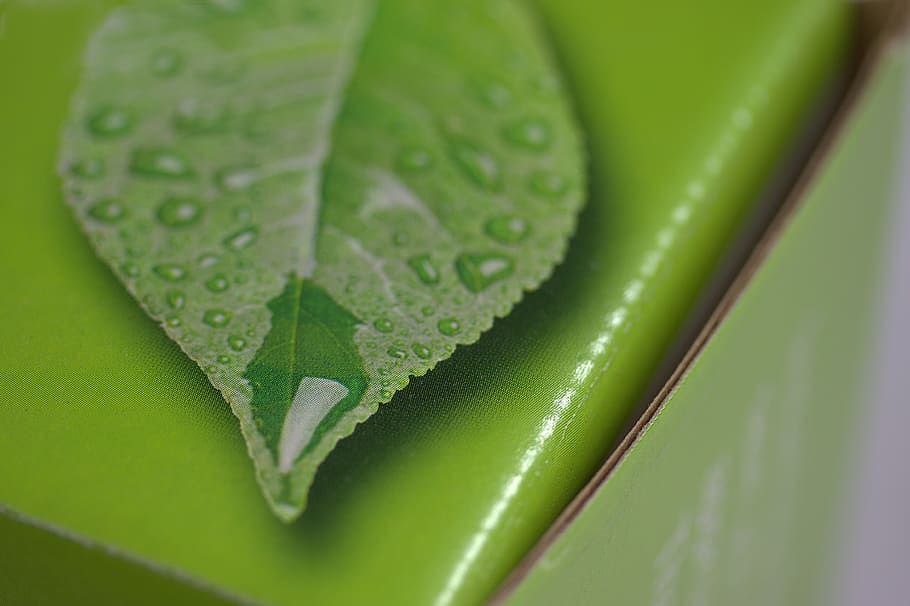 box, print, leaf, green, corrugated, green color, plant part HD wallpaper