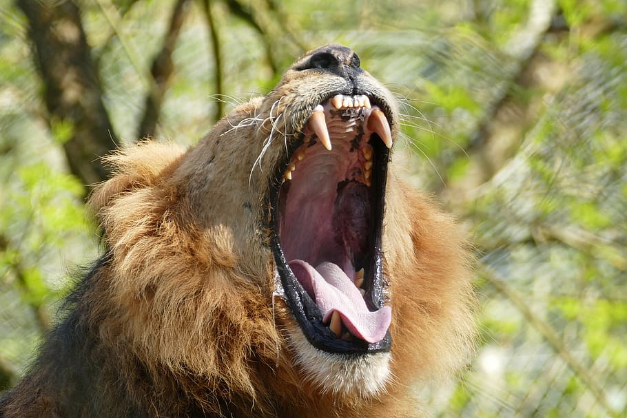 lion during daytime, teeth, wild, animal, mane, cat, nature, feline, HD wallpaper