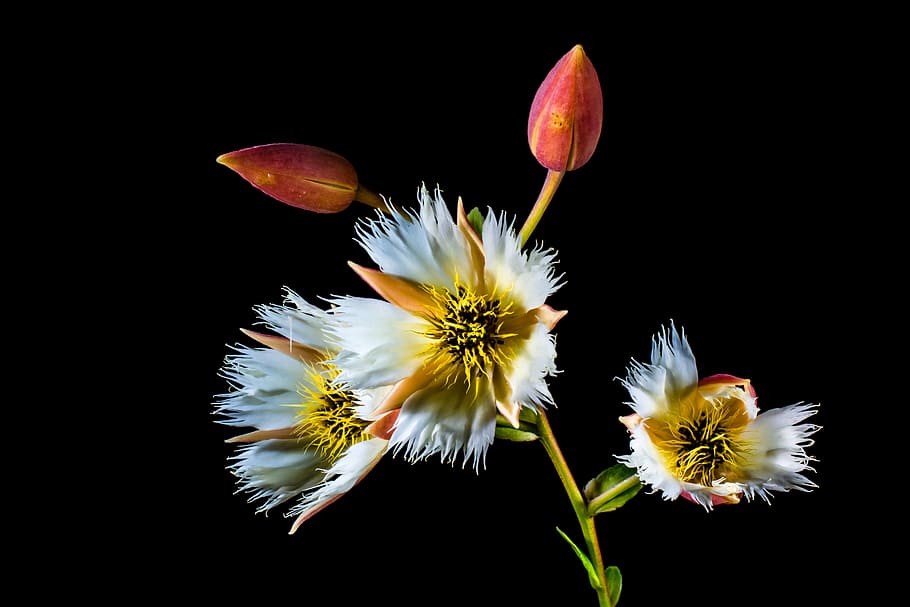 blossom, bloom, white, flowering twig, flowering plant, freshness HD wallpaper