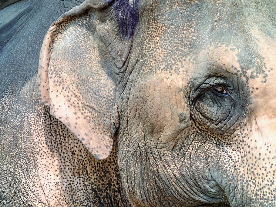 Elephant, Eye, Thailand, animal wildlife, one animal, animal body part HD wallpaper