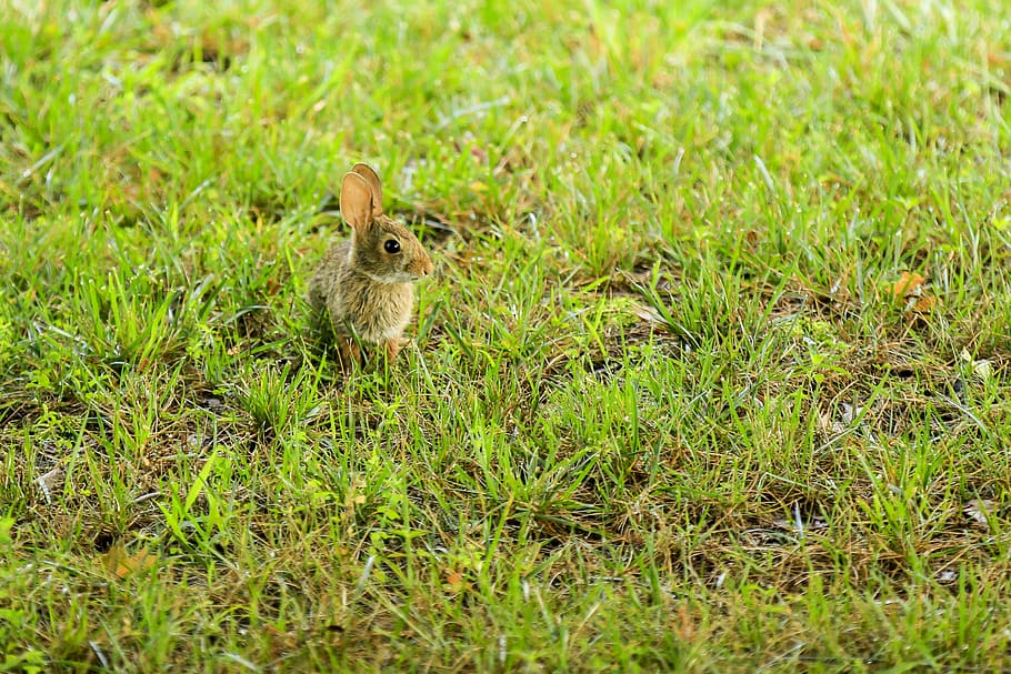 bunny, rabbit, nature, grass, wildlife, animal wildlife, plant HD wallpaper