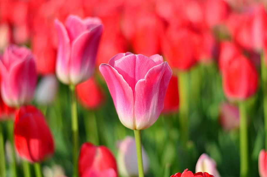 tulips, red, macro, vivid color, nature, close-up, turkey, spring, HD wallpaper