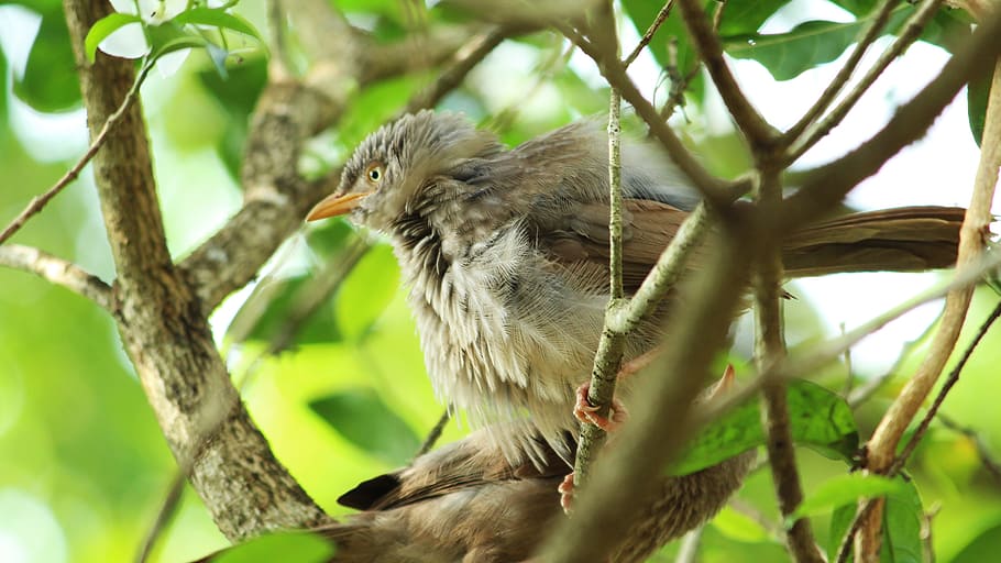 wildlife, nature, tree, bird, outdoors, wood, little, leaf HD wallpaper