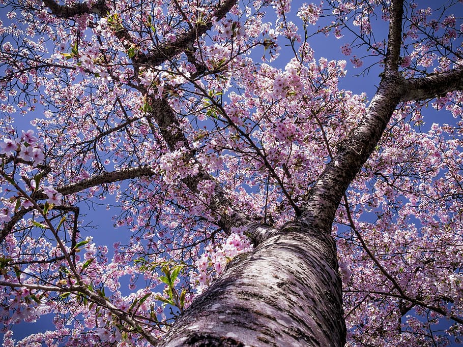 cherry, blossom, tree, bloom, nature, spring flowers, pink HD wallpaper