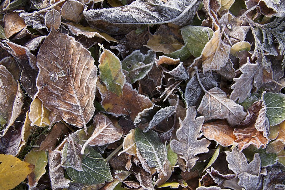 fall foliage, hoarfrost, precipitate, cold, frozen, ice, humidity HD wallpaper