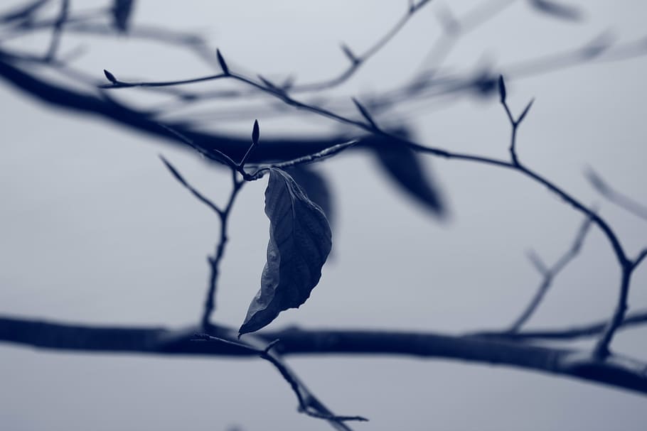 leaf, nature, spring, plant, winter, branch, tree, snow, season HD wallpaper