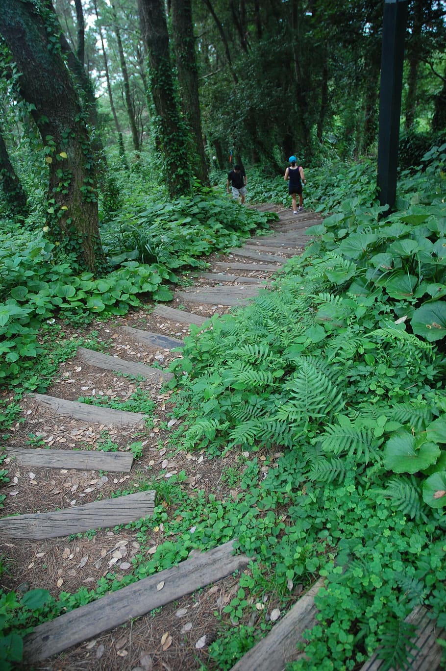 trail, forest, trees, nature, green, stairs, footpath, outdoors HD wallpaper