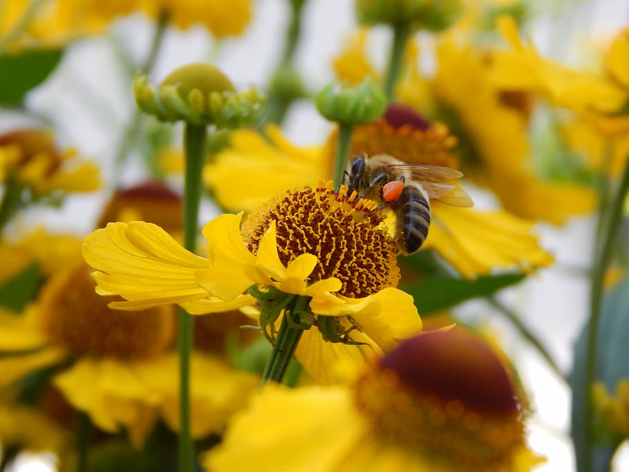 nature, flowers, bee, flowering plant, invertebrate, insect HD wallpaper