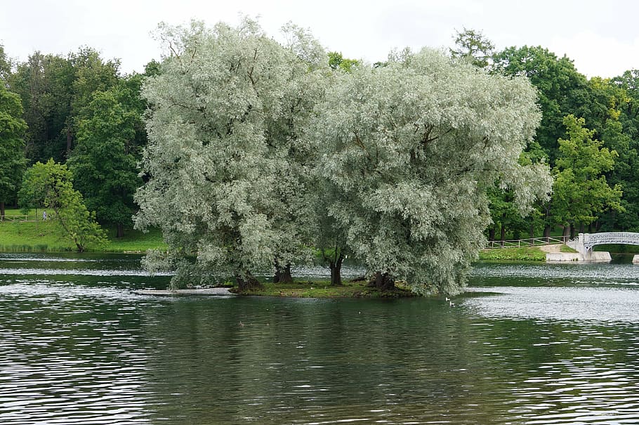 landscape, silver willow, lake, gatchina, tree, water, plant HD wallpaper