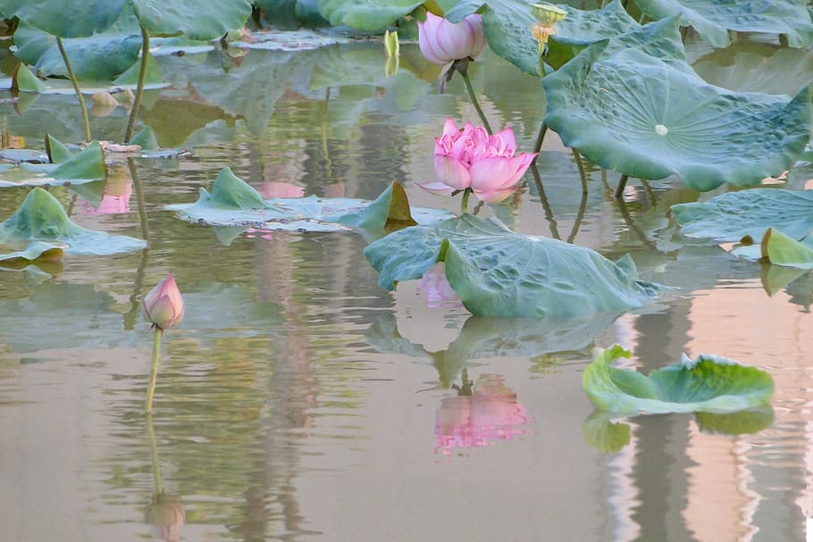lotus, summer, hasuike, cool, reflection, flower, water, plant HD wallpaper
