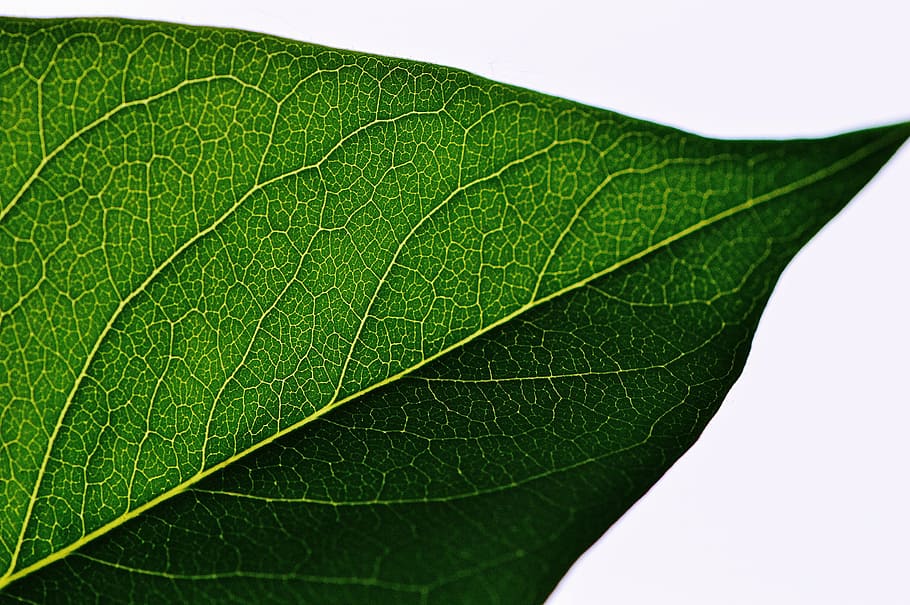 ovate green leaf closeup photography, lilac, full, plant, nature HD wallpaper