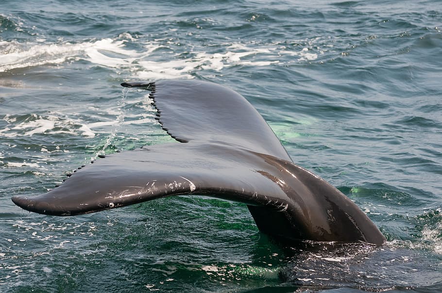 black whale showing tail, ocean, monterey, california, animals in the wild HD wallpaper