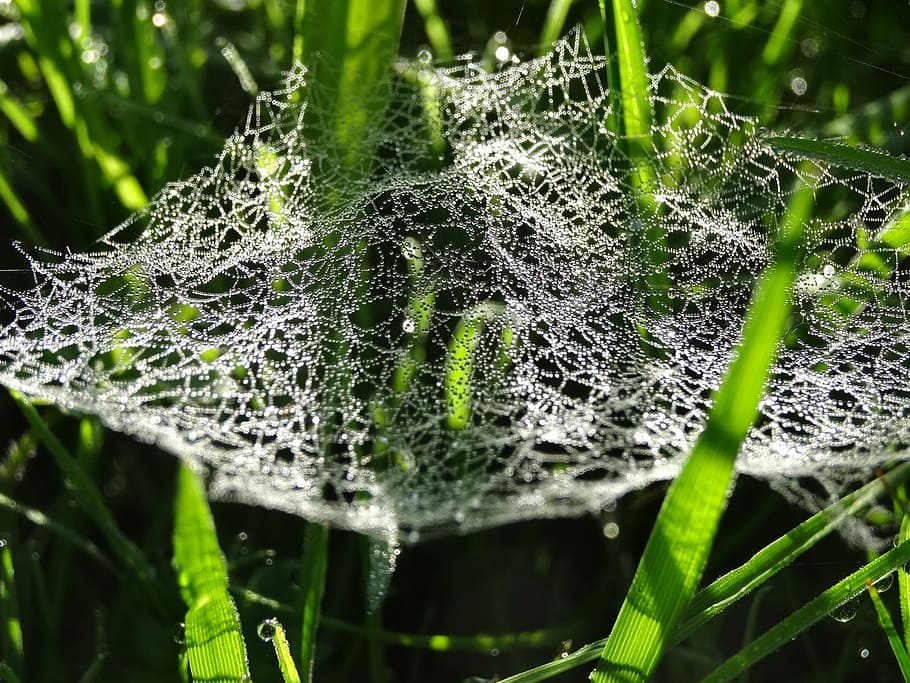 cobweb, spiderweb, dew, droplets, wet, morning, nature, plant HD wallpaper