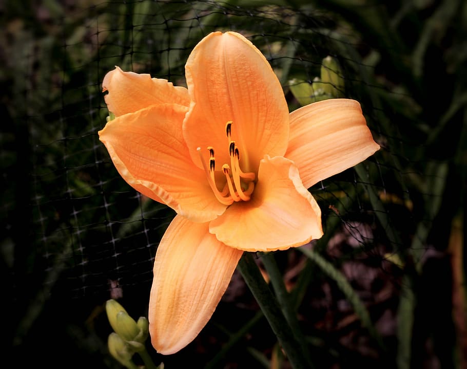 daylily, apricot daylily, orange daylily, hemerocallis, blossom, HD wallpaper