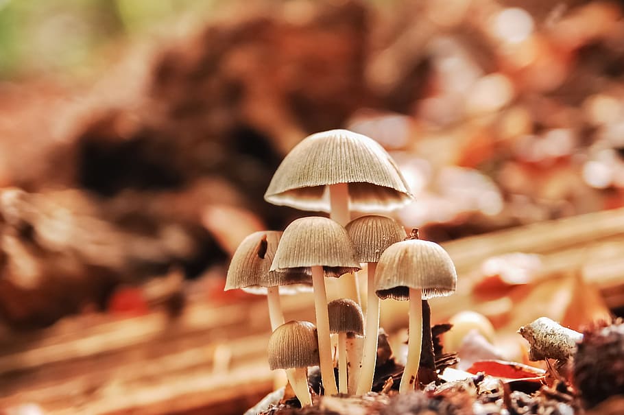 forest, nature, fall, wood, mushroom, fungus, vegetable, close-up HD wallpaper