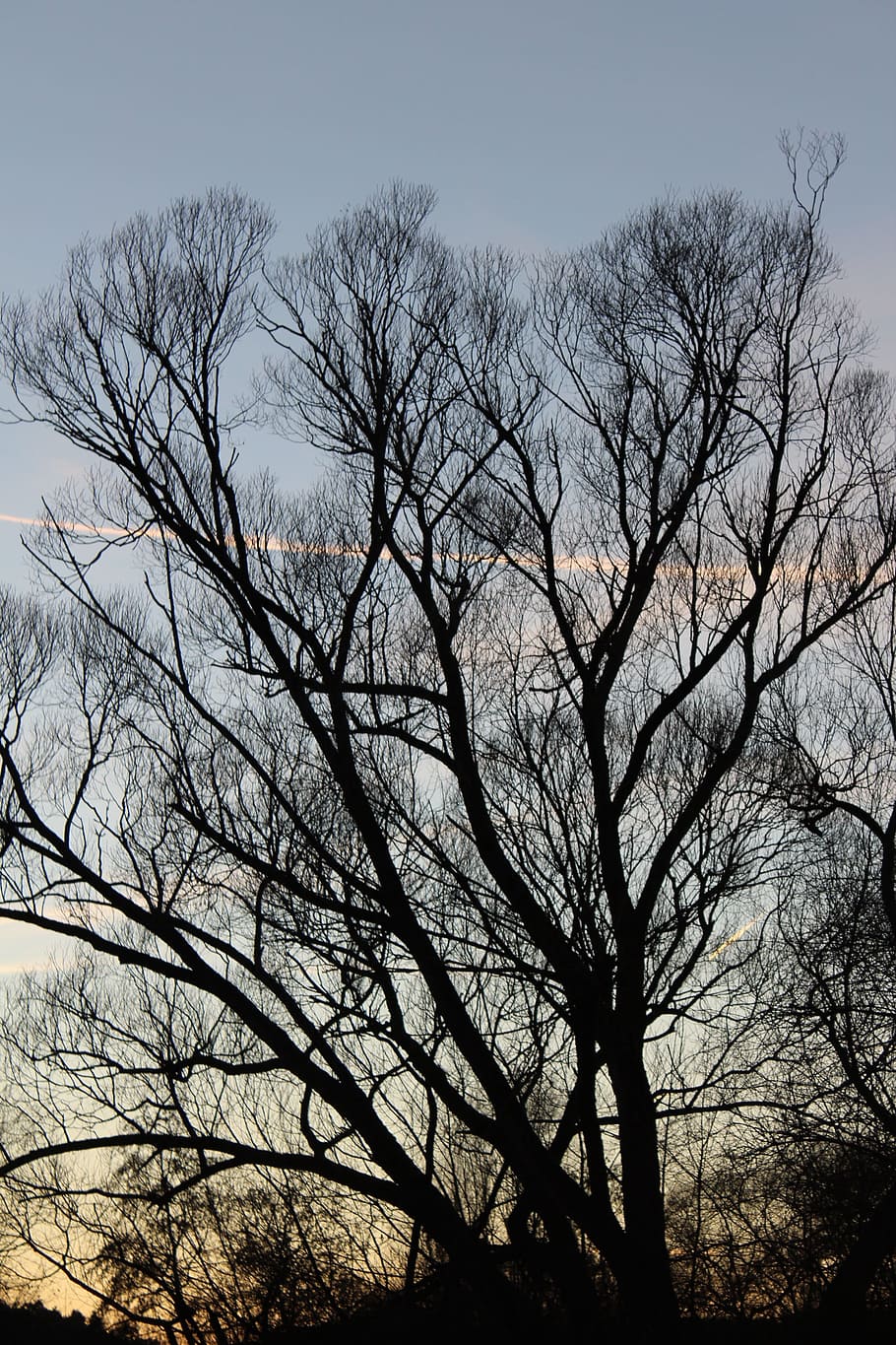 tree, moon, forest, bare tree, sky, plant, branch, silhouette HD wallpaper