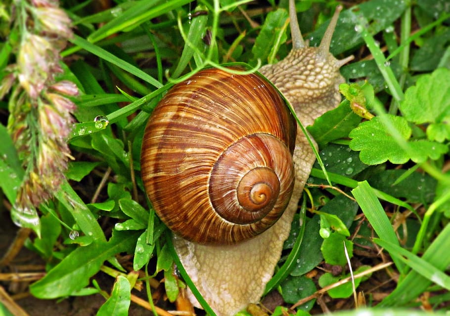 snail, cottage, seashell, grass, nature, winniczek, horns, meadow HD wallpaper