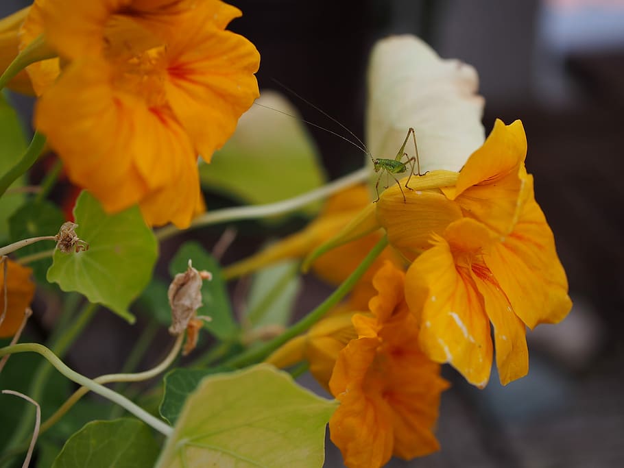 nasturtium, grasshopper, insect, delicate insect, small, chirping HD wallpaper