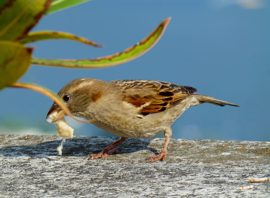 Sparrow, Sperling, Bird, Feed, one animal, animal themes, animals in the wild HD wallpaper