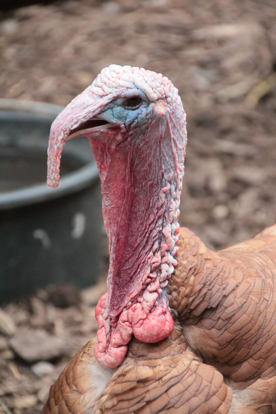 turkey, backyard, poultry, plumage, animal themes, one animal HD wallpaper