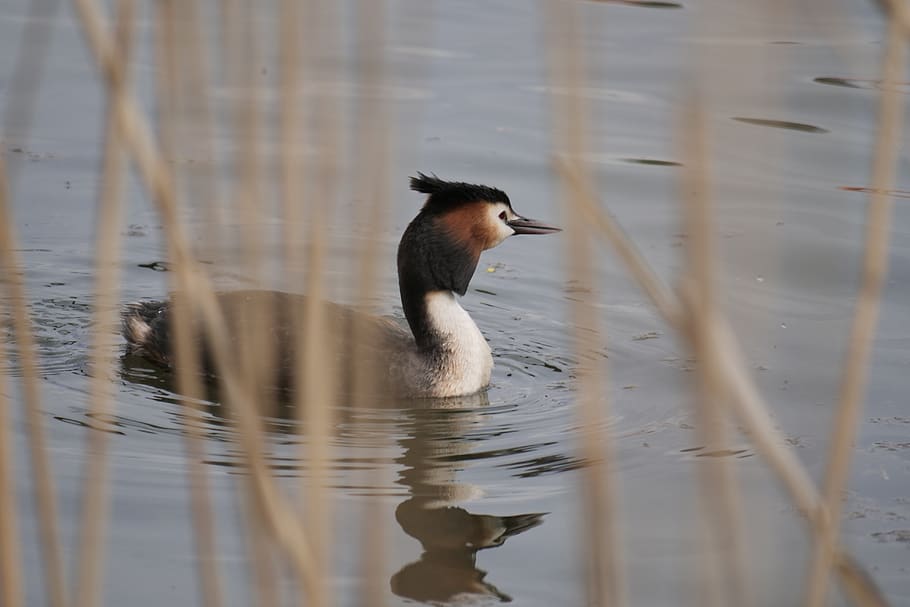 bird, puddle, great crested grebe, waters, lake, reflection HD wallpaper