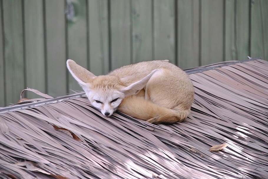 fennec fox on roof, desert fox, proverbs, zoo, animal, animal themes, HD wallpaper