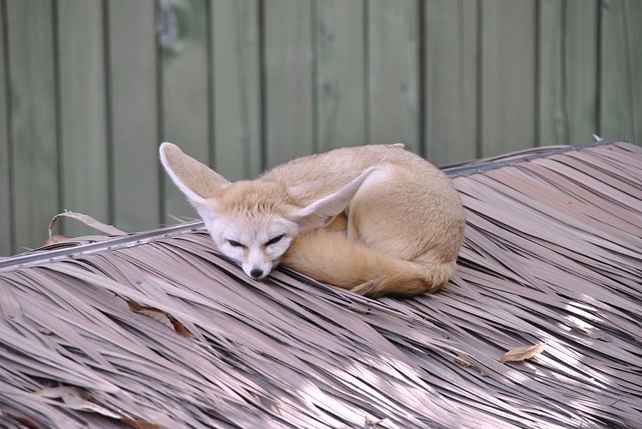fennec fox on roof, desert fox, proverbs, zoo, animal, animal themes HD wallpaper