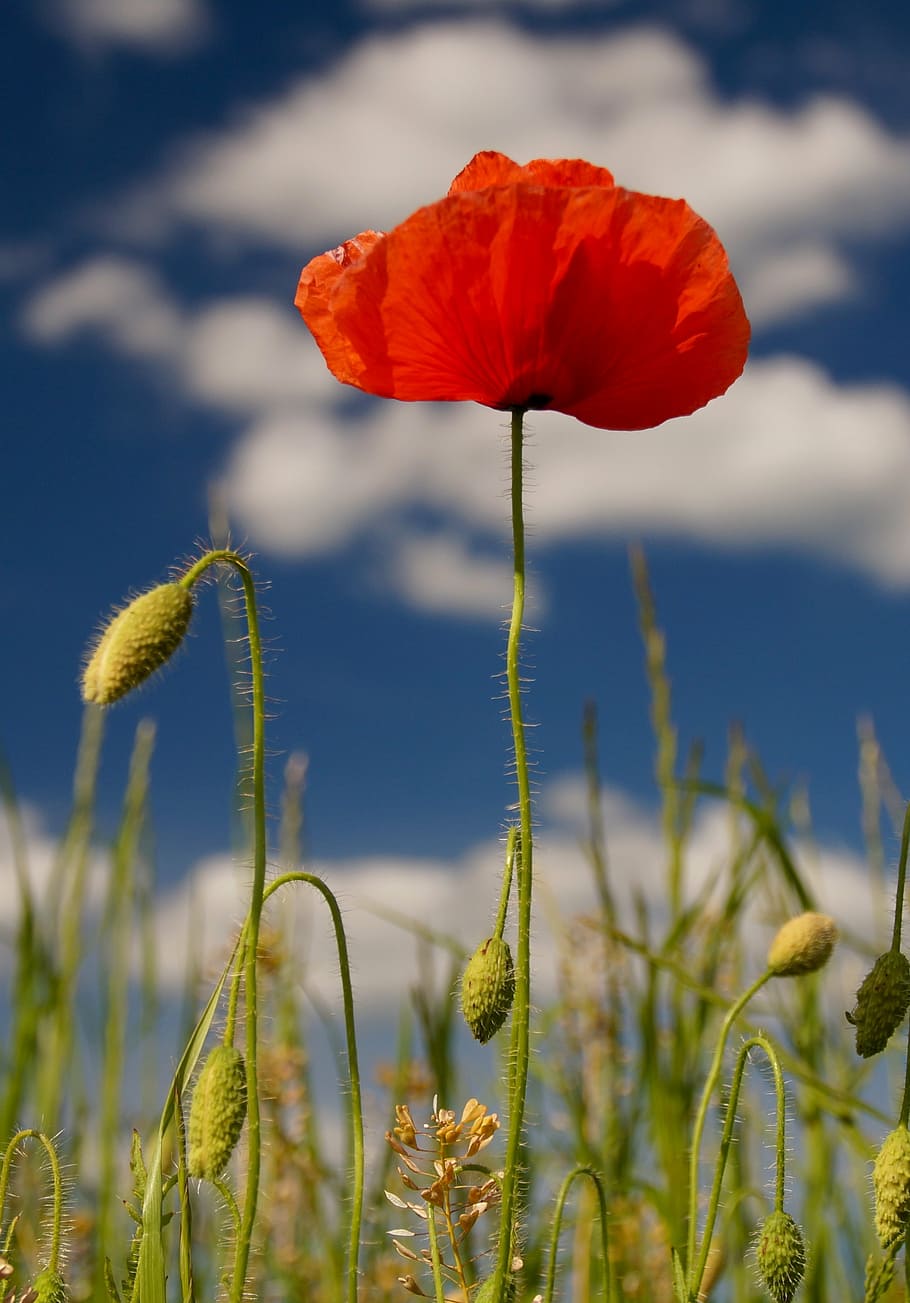 poppies, nature, red, blossom, bloom, summer, flower, spring HD wallpaper