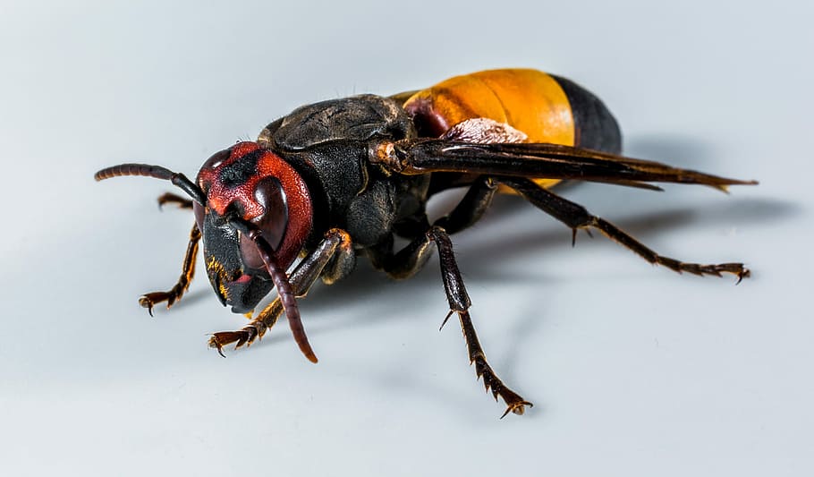 Close up Macro of a Bee, bug, crawly, photos, insect, public domain HD wallpaper