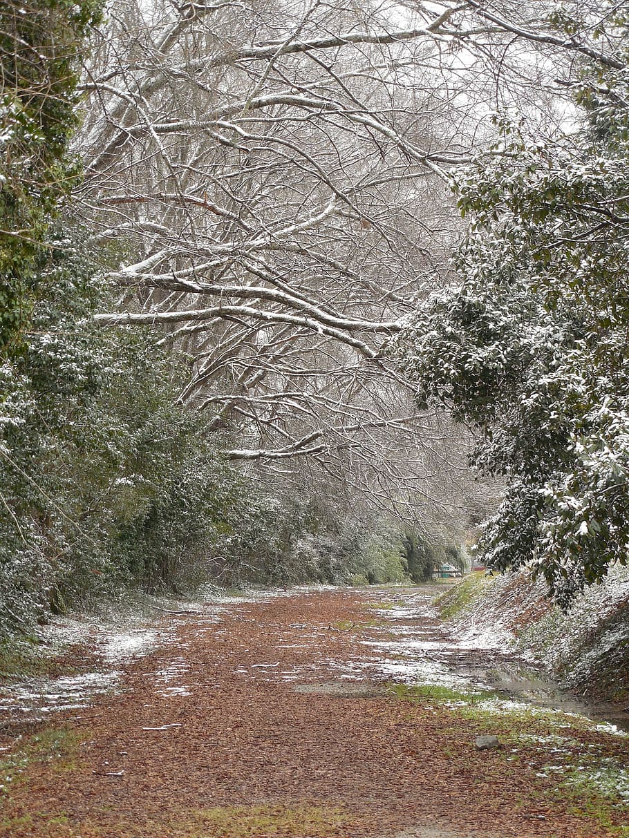 winter, weather, cold, snow, nature, forest, season, white HD wallpaper