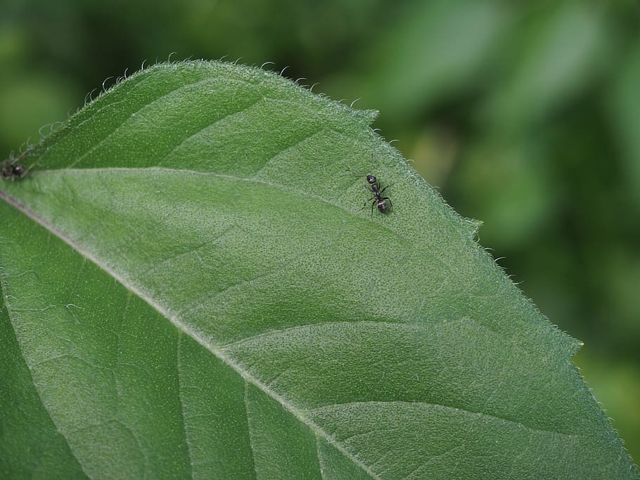 ant, leaf, nature, black, insect, vermin, animal, close-up HD wallpaper