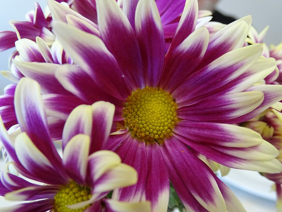 Flower, Stem, Vase, Plant, pistil, close-up, purple, nature HD wallpaper