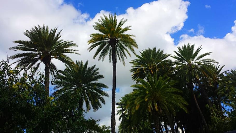palm, clouds, sky, nature, tropical, travel, island, paradise HD wallpaper