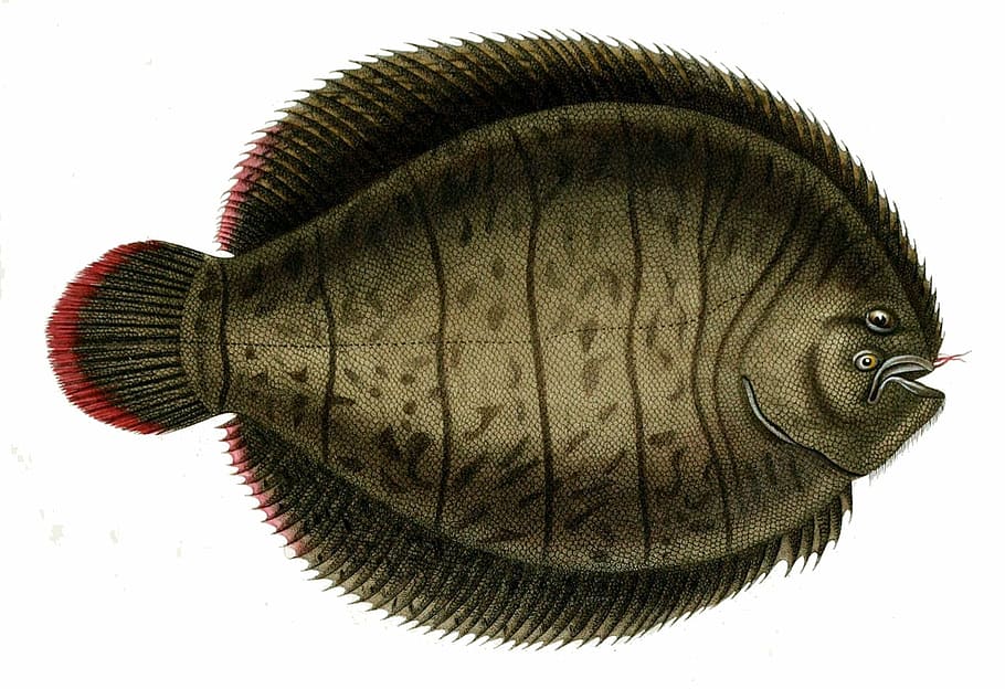 Lined Sole - Achirus lineatus, animal, fish, flatfish, photo HD wallpaper