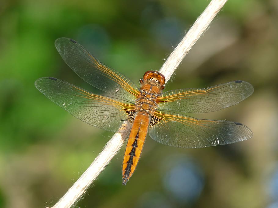 dragonfly, blue chaser, insect, animal wildlife, invertebrate HD wallpaper