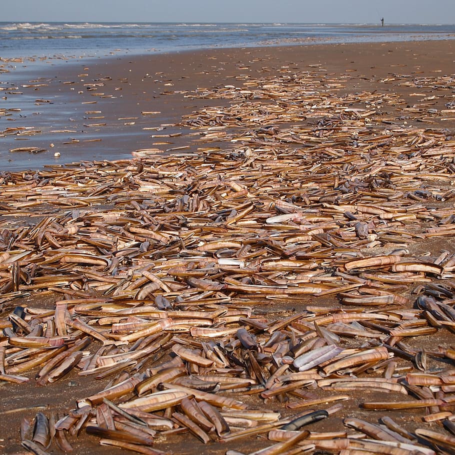 shells, beach, sea, nature, heaven, sand, fish, seafood, animal HD wallpaper