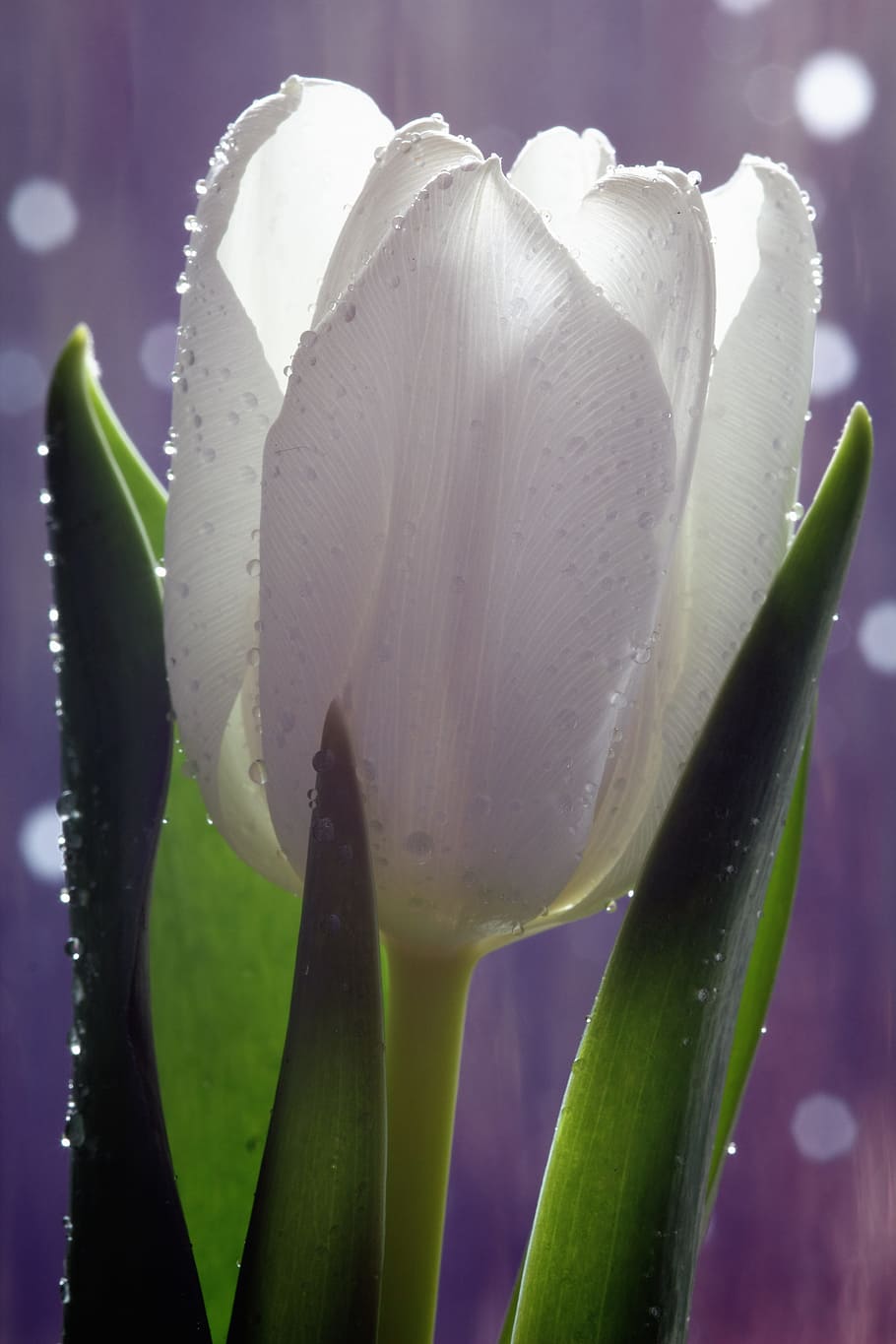 selective focus photography of white tulip flower, spring, floral HD wallpaper