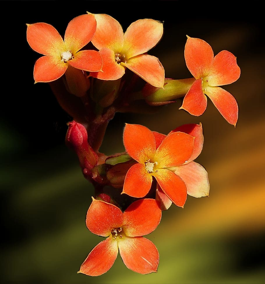 orange flowers, tiny, yellow, blossom, plant, nature, background HD wallpaper