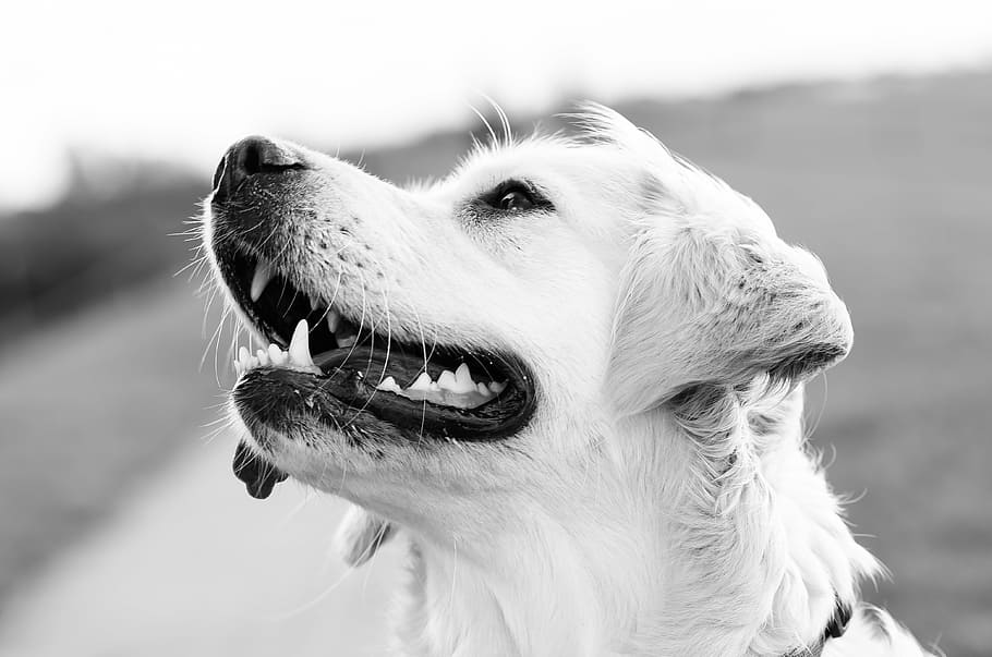 grayscale photo of short coat dog, wildlife photography, pet photography
